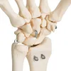 Anatomie Skelett Mensch Modell Skelett Hand Lebensgroß Produktbild-Vorschau 3