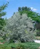 Elaeagnus angustifolia, schmalblättrige Ölweide, 80–100 cm Produktbild-Vorschau 1
