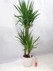 [Palmenlager] XL Yucca elephantipes 3er Tuff mit dicken Produktbild-Vorschau 2