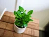 Gardners Coffea arabica, priemer 9 cm Náhľad obrázku produktu 3