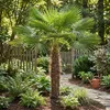 Bloomique - Trachycarpus Fortunei - Chinesische Hanfpalme - Produktbild-Vorschau 2