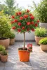 Callistemon « Masotti Mini Red » env. 120 cm – Callistemon Voir les images du produit 3