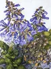 CALVENDO Puzzle Weinbaugebiete: Filzige Paulownia (stark Produktbild-Vorschau 3