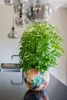 Collection TS - Blumentopf Sparkle spring - 24x21 Voir les images du produit 3
