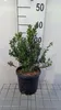 A potted plant is shown in front of a ruler with measurements. Náhľad obrázku produktu