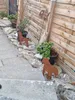 Edelrost Belgischer Schäferhund (Malinois) - Rost Deko Hund Produktbild-Vorschau 3