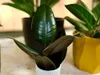 Gardners Ficus elastica Abidjan - řízek k zakořenění Náhled obrázku produktu 2