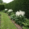 Stauden Gänge 1 x Astilbe japonica 'Deutschland' im 0,5 Produktbild-Vorschau 2