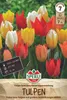 SPERLI Fosteriana-Tulpe Kaisertulpen-Mischung 7 Zwiebeln Produktbild-Vorschau 3