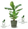 Vaso di plastica con ciotola elho greenville Ø 30 x 28 cm Anteprima dell’immagine prodotto 3