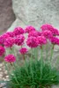 Grasnelke Düsseldorfer Stolz, im Topf - Armeria maritima, Produktbild-Vorschau 1