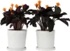 Calathée - Set de 2 - Calathea crocata 'Tassmania' - Voir les images du produit 5