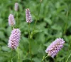 Bistorta officinalis, Schlangenknöterich, ca. 9x9 cm Topf Produktbild-Vorschau 1