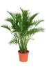Palma górska meksykańska 120–130 cm – Chamaedorea Podgląd zdjęcia produktu 4