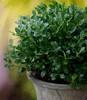 BALDUR Garten 1x immergrün Luxus® Globe der Buchs-Ersatz, Produktbild-Vorschau 2
