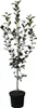 Topaz ® Apfelbaum - Buschbaum Topfballen (Versandzeit: Produktbild-Vorschau 1
