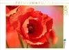 CALVENDO Puzzle Klatschmohn ganz nah 2000 Teile Puzzle quer Produktbild-Vorschau 1