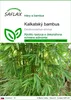 SAFLAX - kalkatský bambus - Dendrocalamus strictus - 50 Náhľad obrázku produktu 1