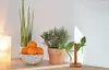 A still life arrangement of home decor items on a shelf, including plants, fruit, and decorative vases. Anteprima dell’immagine prodotto