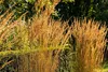 Trawa ozdobna "Karl Foerster" (Calamagrostis x acutiflora), Podgląd zdjęcia produktu 11