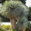 Nasiona Yucca Rostrata - zestaw 10 sztuk - Nasiona roślin Podgląd zdjęcia produktu 5
