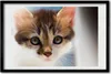Bild 60x40 MDF-Rahmen, Wandkunst Kleine Katze Produktbild-Vorschau 1