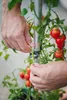 Artikelbild 5 von 'TOM TOMATO Tomatentopf blau' aus der Kategorie Anzucht & Gartenzubehör Produktbild-Vorschau