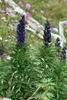 Aconitum napellus, Eisenhut, tiefblau, ca. 11x11 cm Topf Produktbild-Vorschau 3