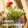 Balkon- & Kübelpflanzendünger COMPO Langzeitdünger mit Produktbild-Vorschau 5