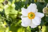 Anemone japonica 'Honorine Jobert', Herbst-Anemone, weiß, Produktbild-Vorschau 8