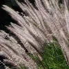 Stauden Gänge 1 x Pennisetum alopecuroides 'Foxtrot' im 1 Produktbild-Vorschau 4