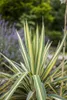 Yucca filamentosa, Palmlilie, 40–60 cm Produktbild-Vorschau 5