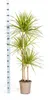 Dracaena marginata "Sunray" - Raggio di sole - altezza Anteprima dell’immagine prodotto 2