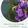 Samenshop24® Düngelupinen "Blaue Lupine", Gründünger & Produktbild-Vorschau 2