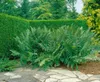 Dryopteris filix-mas, Wurmfarn, ca. 9x9 cm Topf Produktbild-Vorschau 10