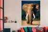 MuchoWow® Poster Elefant - Zähne - Natur 120x180 cm - Produktbild-Vorschau 3
