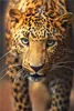 Wallario selbstklebendes Poster - Leopard in Nahaufnahme Produktbild-Vorschau 1