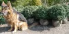 Ilex Crenata Convexa Kugeln Löffelilex Ø50-60cm (12 Stück Produktbild-Vorschau 4