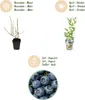 GreenboutiQ - Obstpflanzen - Blaubeere - Vaccinium Produktbild-Vorschau 4