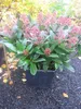 Skimmia japonica Rubella - Japanische Skimmie Rubella Produktbild-Vorschau 3