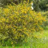 Bakker.com - Mimose der vier Jahreszeiten, Der topf / Ø 9cm Produktbild-Vorschau 4