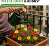 Portulakröschen Gefüllte Mischung Samen - Portulaca Produktbild-Vorschau 7