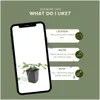 Planten van Frank | 6 Efeplanten | Hedera Helix 'Glacier' | Productafbeelding-voorbeeld 5