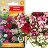 Bartnelken Mix 1G Blumensamen Mehrfarbige Nelken Produktbild-Vorschau 1
