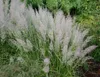 Stauden Gänge 1 x Calamagrostis brachytricha im 1 Liter Produktbild-Vorschau 3