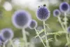 Echinops ritro, Kugeldistel, stahlblau, ca. 9x9 cm Topf Produktbild-Vorschau 6