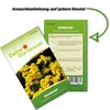 Steinkraut Goldkörbchen Samen - Alyssum saxatile - Produktbild-Vorschau 4