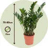Zamiokulkas - Zamioculcas Emerald - Wysokość 70-80cm - Podgląd zdjęcia produktu 2