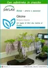 SAFLAX  - Glicine - 4 semi - Con substrato - Wisteria Anteprima dell’immagine prodotto 1