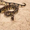 Zoo Med Aspen Snake Bedding 26,4l. Voir les images du produit 5